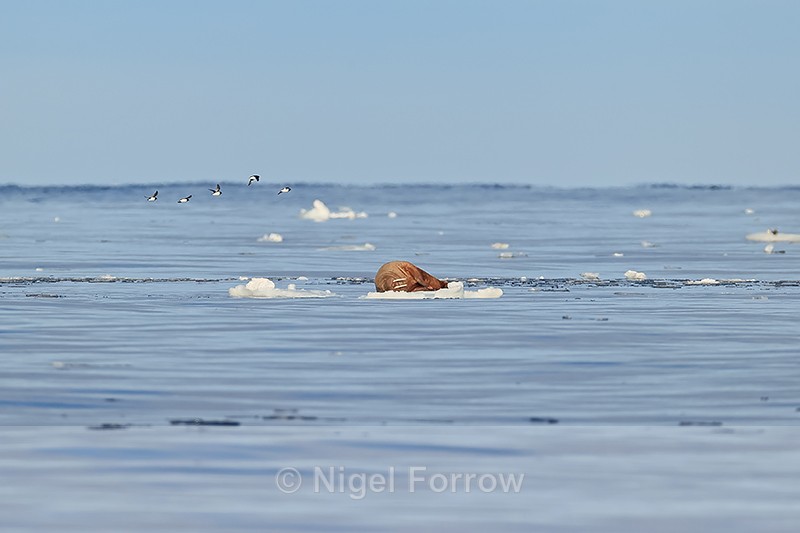 Walrus asleep on small ice floe, Spitsbergen, Svalbard - Walrus