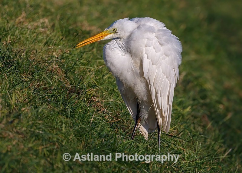 Astland Photography, Bird and Wildlife Images, Susan and Peter Wilson, U.K.