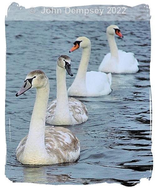 Look at Me Leading - The Curlie