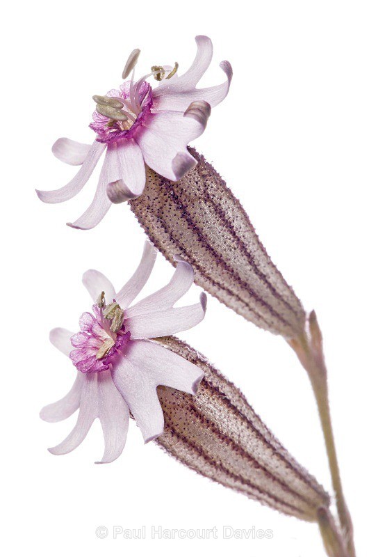 Silene ciliata ssp graefferi - Plants - WB