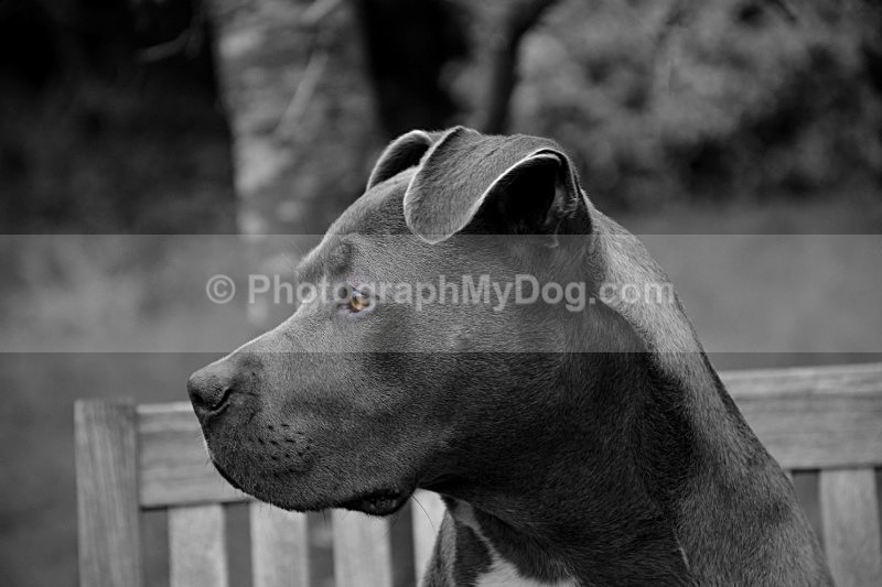  - American Staffordshire Terrier
