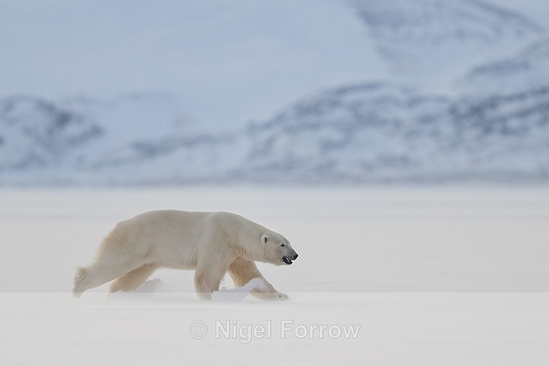 Male Polar Bear running, Svalbard, Norway - Polar Bear