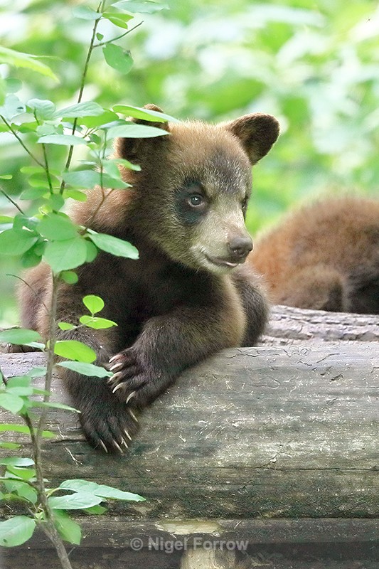 Black Bear cub resting on log, Minnesota, USA - American Black Bear