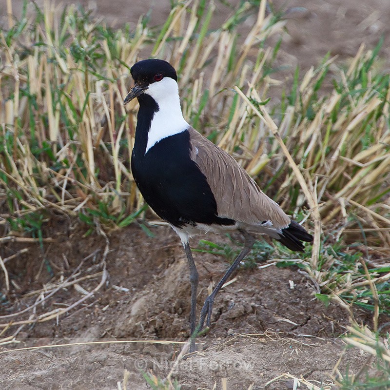 Spur-winged Lapwing standing on the ground - Spur-winged Lapwing