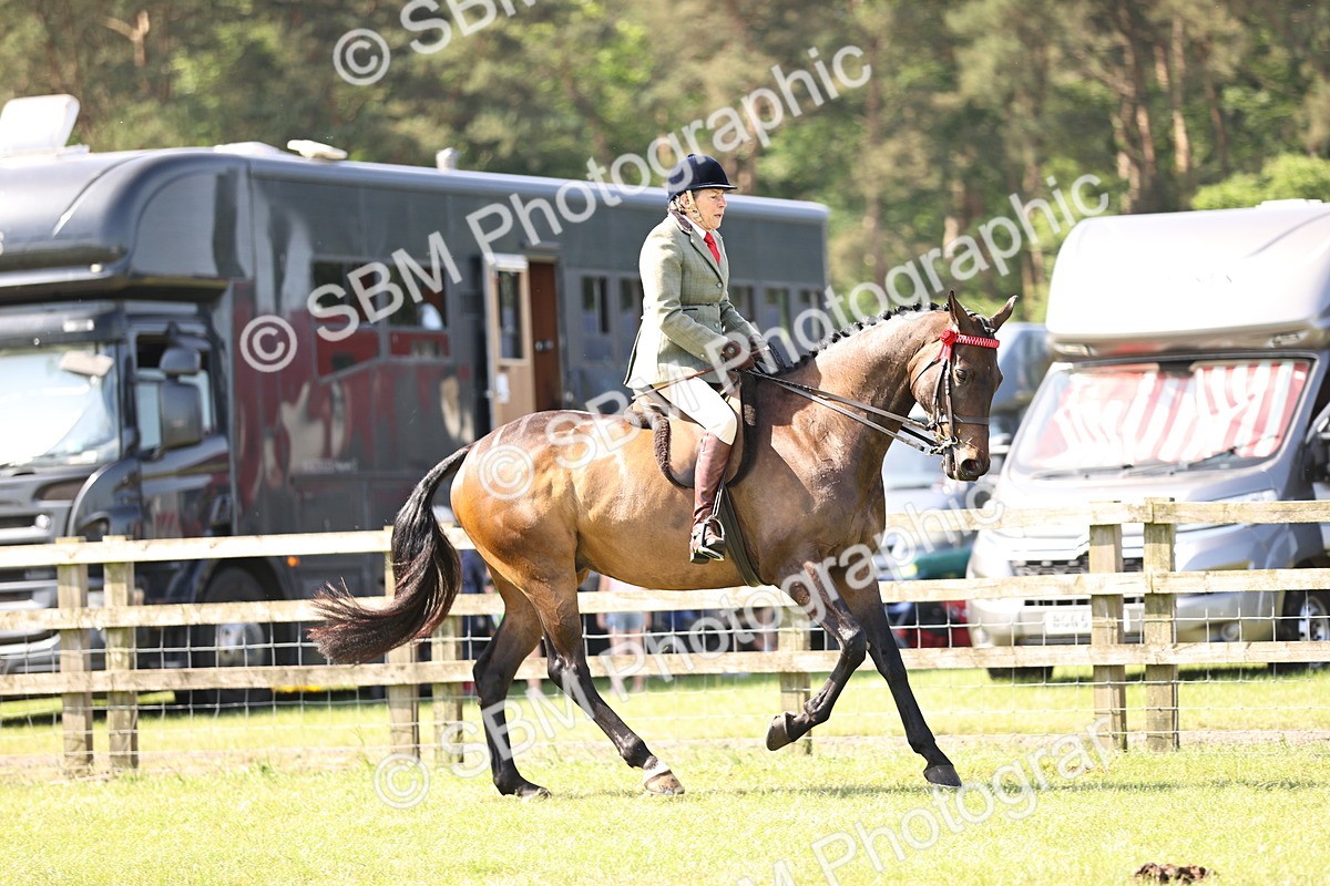 SBM_12987 - Class 75-76 LIHS BSHA Rising Star Hack Riding Horse