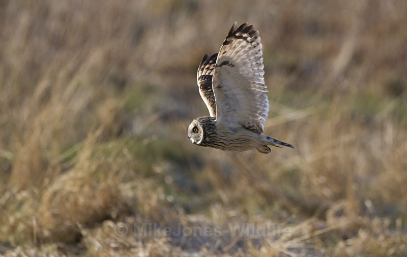 Short eared owl - SHORT EARED OWLS