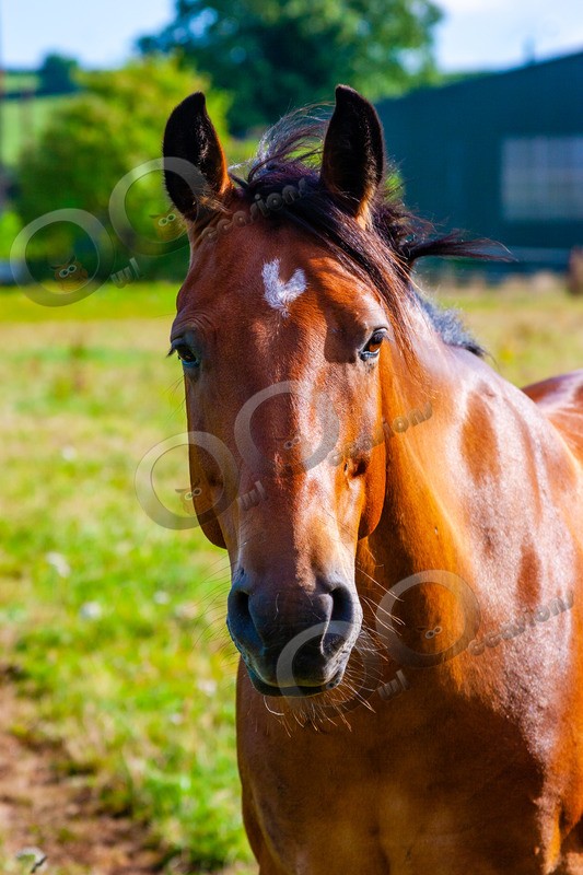 Horse-9030 - Pet Photography
