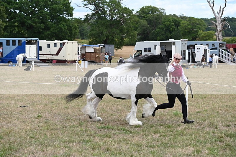 WJ6_5375 - Class 18 In-hand Coloured