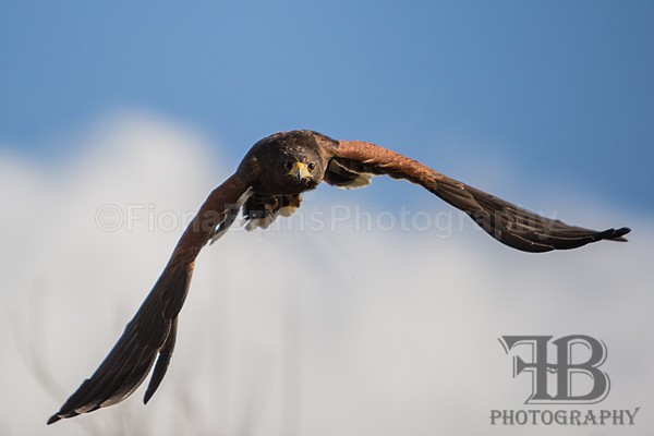 wow march 16 5-31 - Birds of Prey
