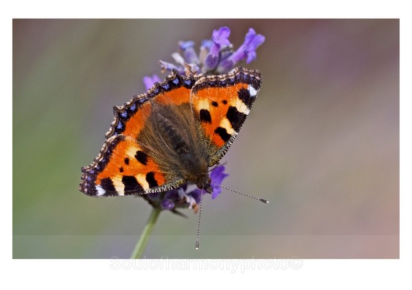 Tortoise Shell - Invertebrate's Macro