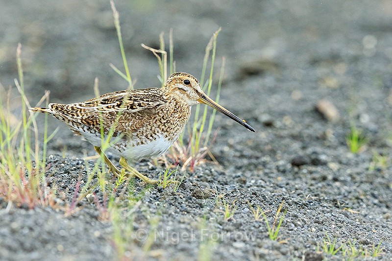 Snipe on volcanic ash, Iceland - Snipe