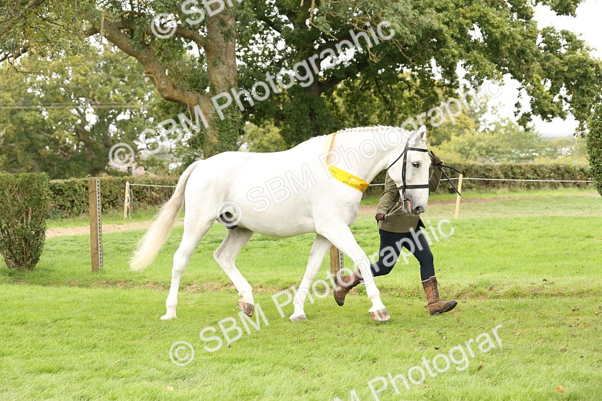 SBM_60847 - In Hand Horse Supreme Championship