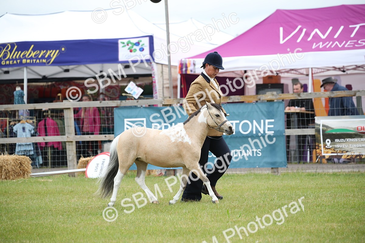 SBM_03933 - Class 23-25 - British Miniature Horse of the Year