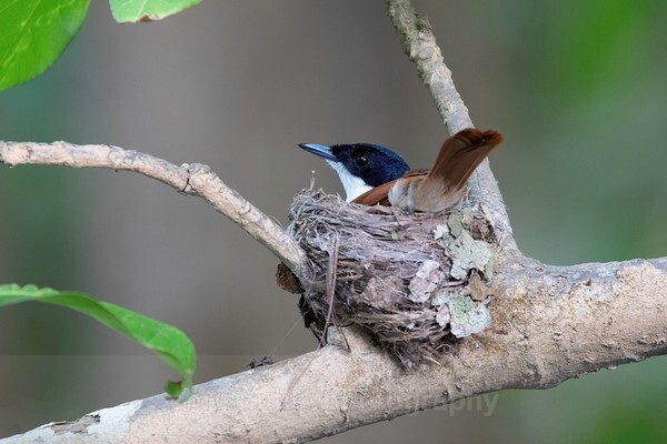  - Australian Birds
