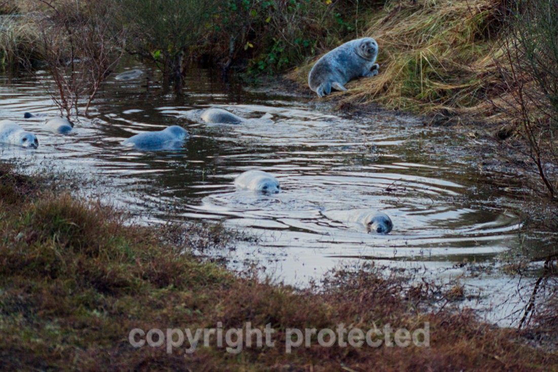 Weaned Grey Seal Pups - Norfolk