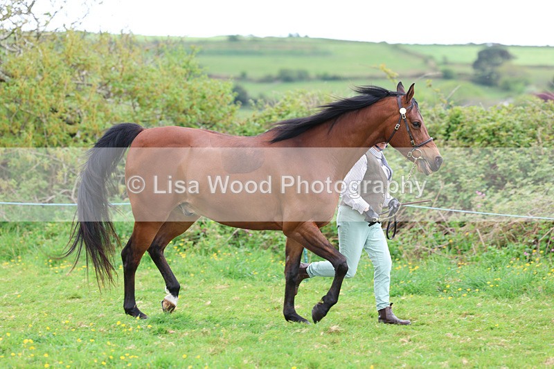 3E7A0768 - In Hand Championship