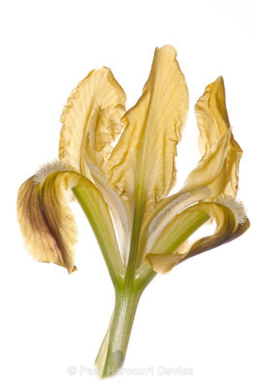 Sicilian iris (Iris pseudopumila) - Plants - WB