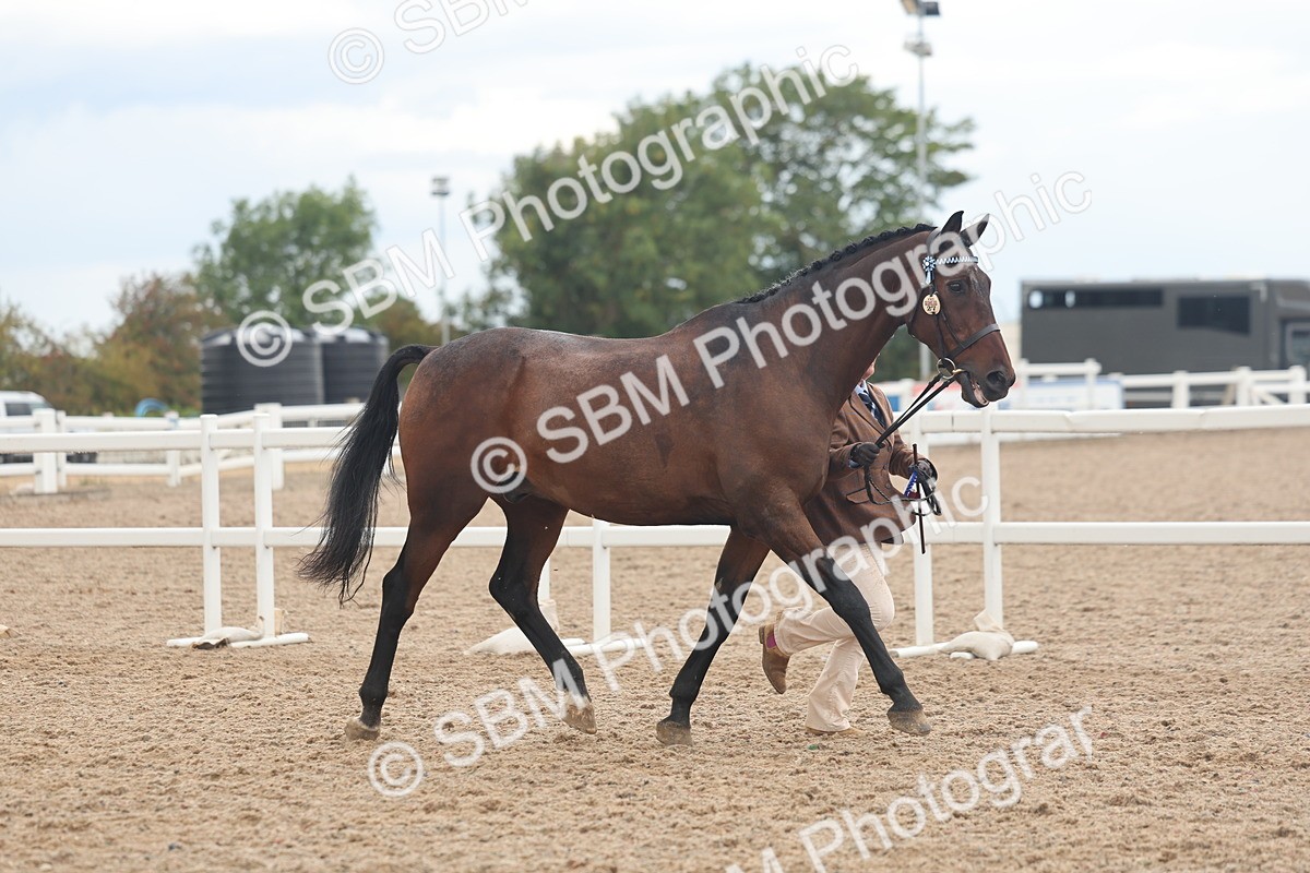 SBM_07850 - Class 27 - IH Competition Horse/Pony