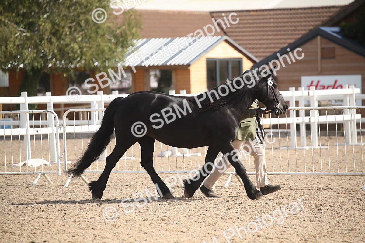 SBM_23130 - Class 606 - 2026 - Area - IH Pre Vet