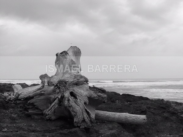Wooden Bones - Monochromed