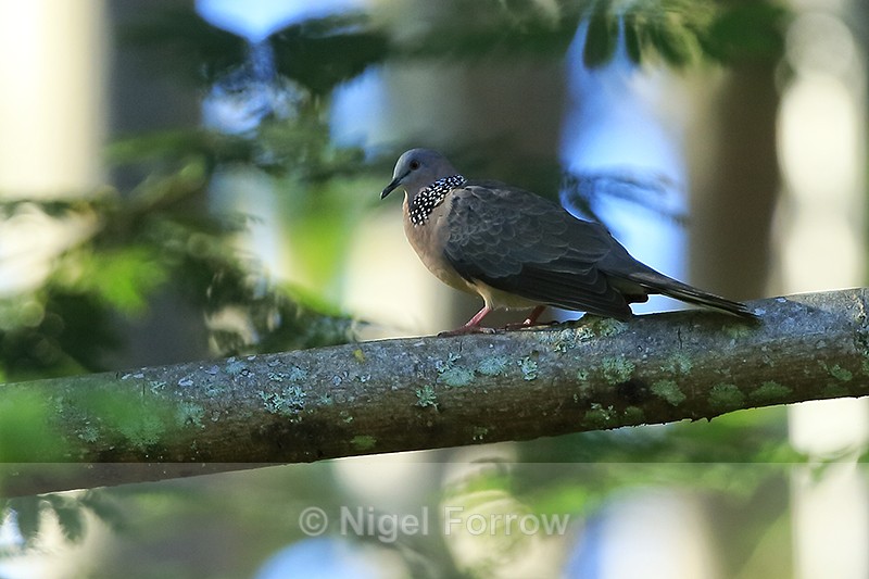 Spotted Dove perched, Honomu, Hawaii - Spotted Dove