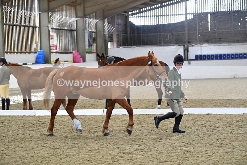 WJ5_4405 - Class 6 In hand M&M - Large Breeds