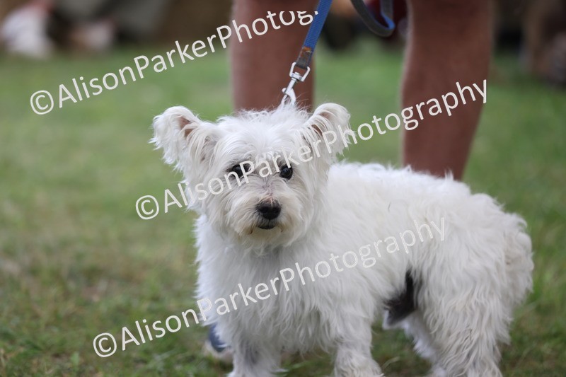 20250607-0356 - Class 9 - Scruffy or Fluffy