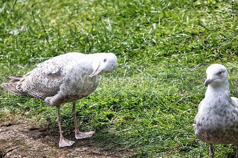 Gulls - Animals and Birds