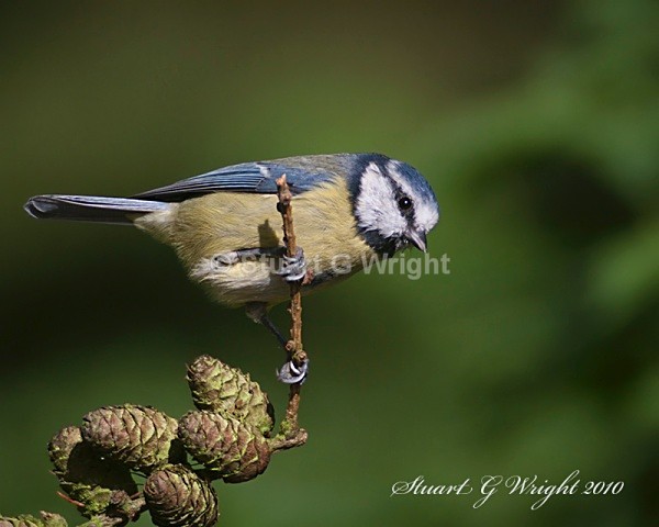 331 - All other Birds