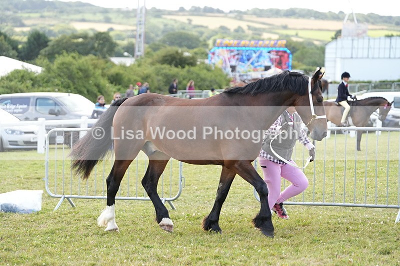 DSC05752 - Class 51: NPS M&M 4 years and over Large Breeds