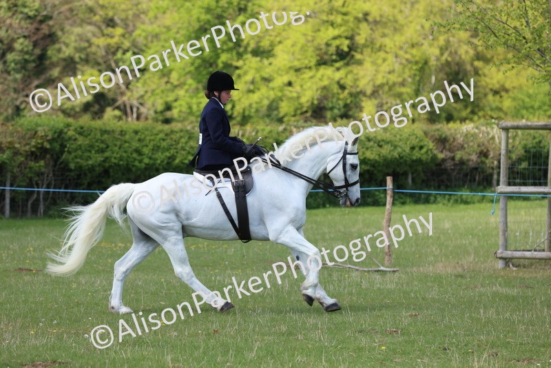 20250427-2648 - Class 20 - Working Hunter Ponies