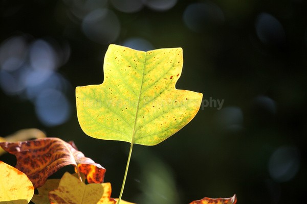 Frenchay Leafs _87 - Frenchay care home Collection v
