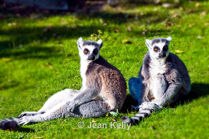 Ring-tailed Lemur - 0603 - Lemurs
