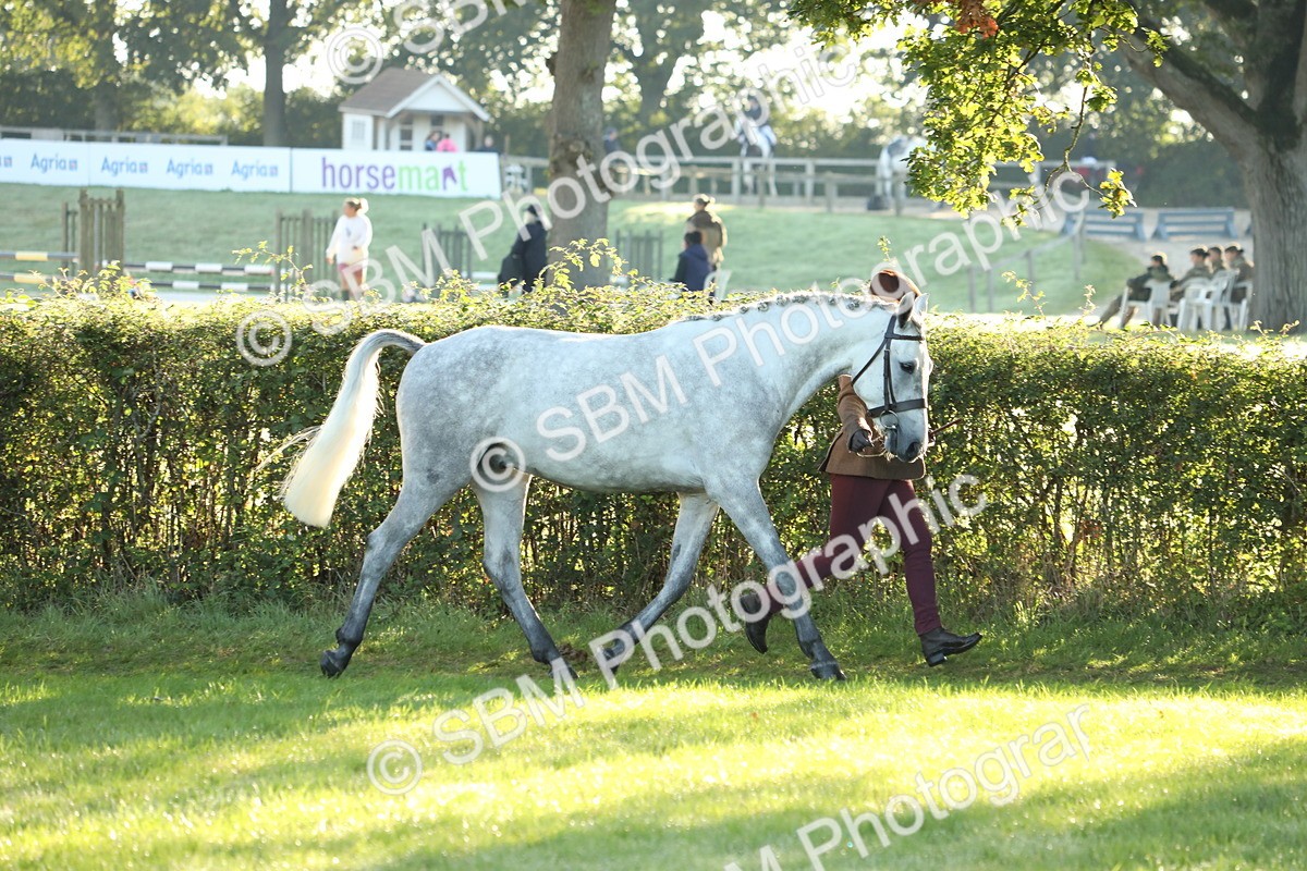 SBM_57927 - S42 - Youngstock