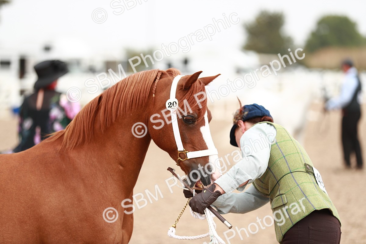 SBM_12482 - Class 207 IH M&M