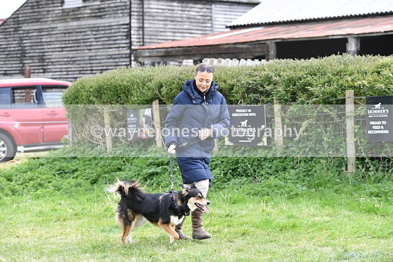 WJ5_9514 - Class 3 Most Handsome Dog