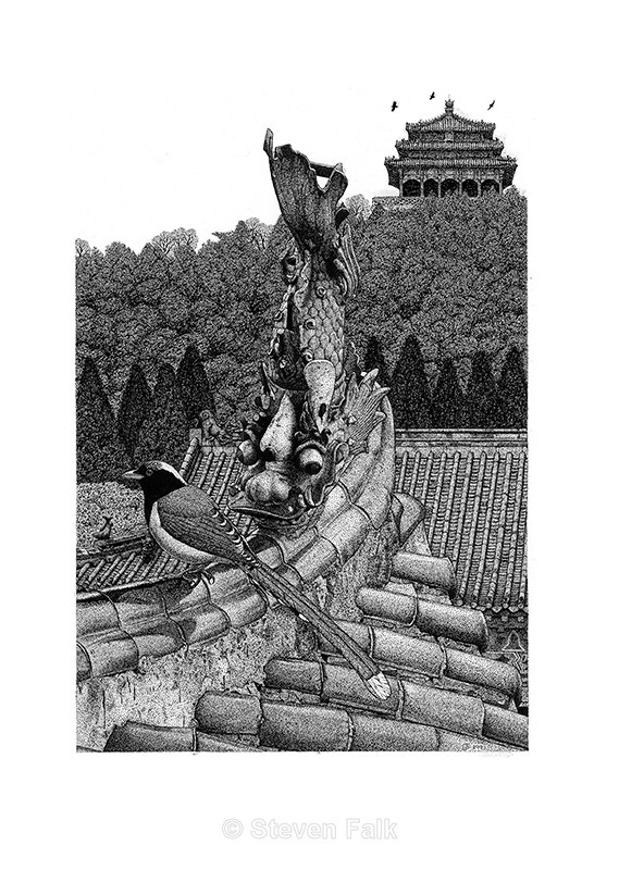 Chinese Magpie - Birds and Mammals