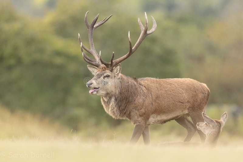  - Deer for Graham