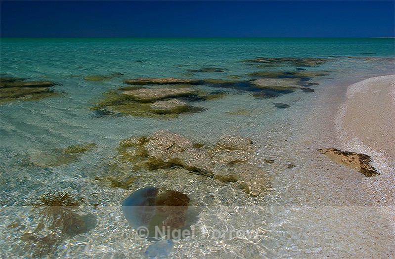 Stromatolites and Jellyfish, Shell Beach - Australia