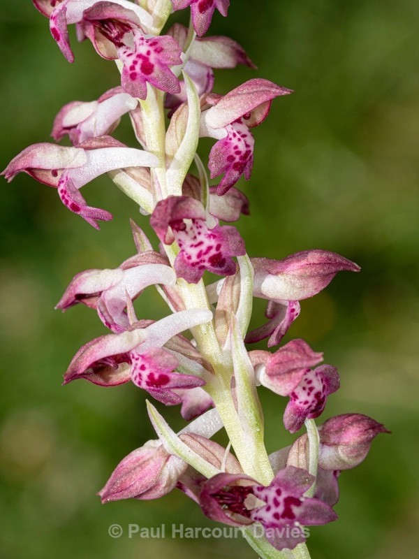 Bug orchid (Anacamptis coriophora ssp fragrans) formerly regarded as Orchis coriophora ssp fragrans - Wild Orchids 2021