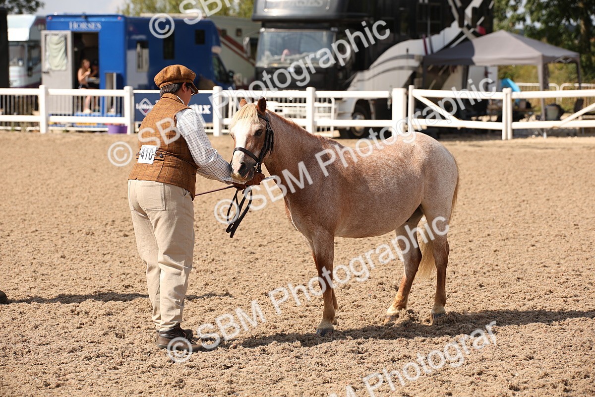 SBM_03411 - Class 18 Handsomest Gelding (IH or Ridden)