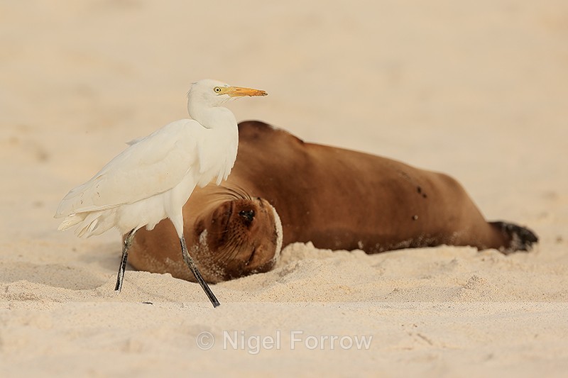 Cattle Egret creeps past sleeping Galapagos Sea Lion, Espanola - Cattle Egret
