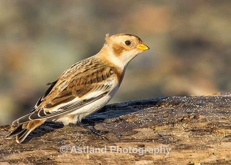Astland Photography, Bird and Wildlife Images, Susan and Peter Wilson, U.K