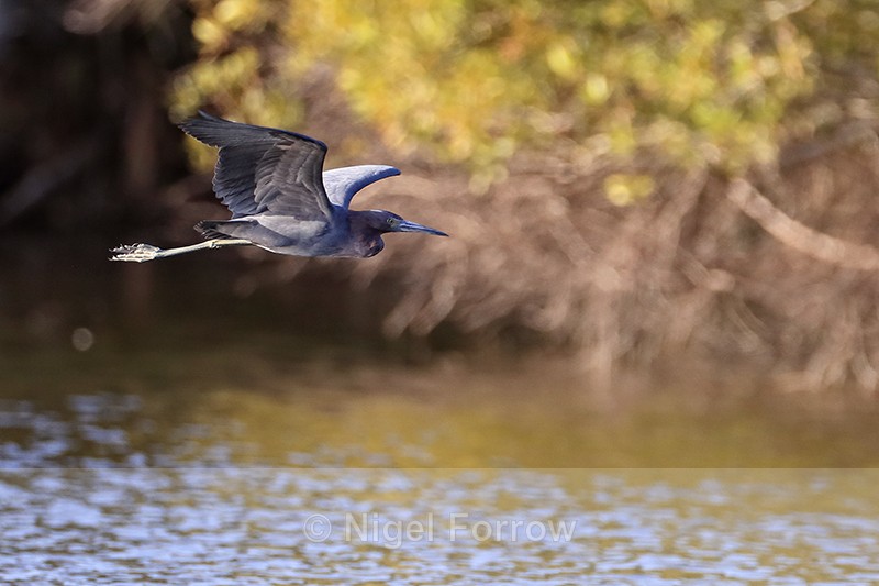 Little Blue Heron flying, Venice Rookery, Florida - Little Blue Heron