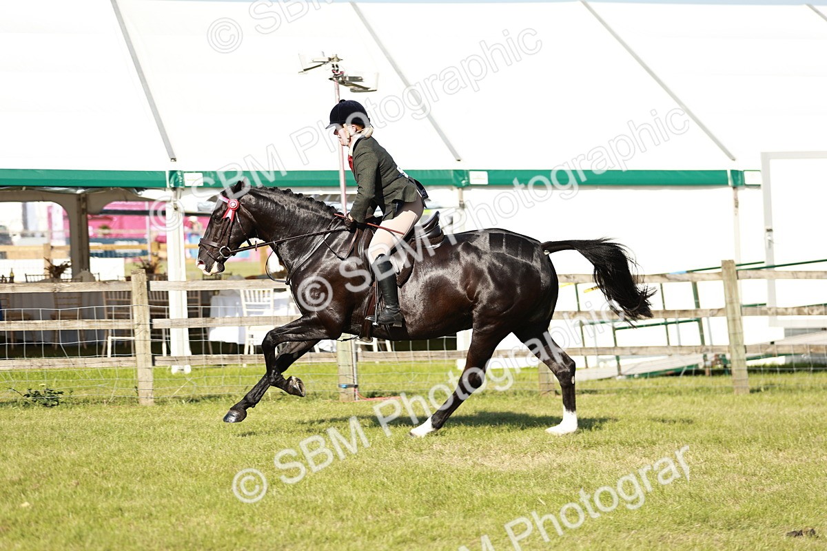 SBM_19253 - Class 115-116 - LIHS BSHA Rising Star Working Hunter & Show Horse