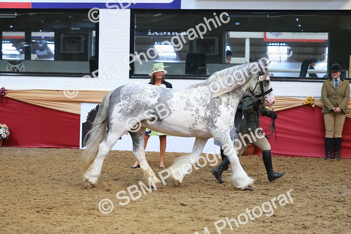 SBM_12626 - Class 103 - HOYS Veteran Qualifier - Ridden Pre Vet