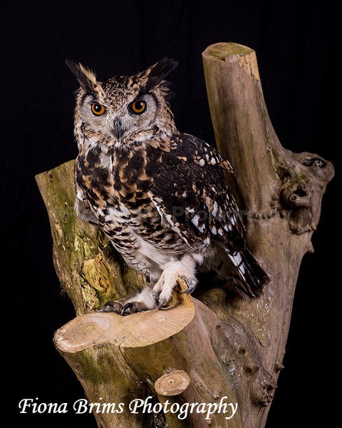 birds studio-3 - Birds of Prey