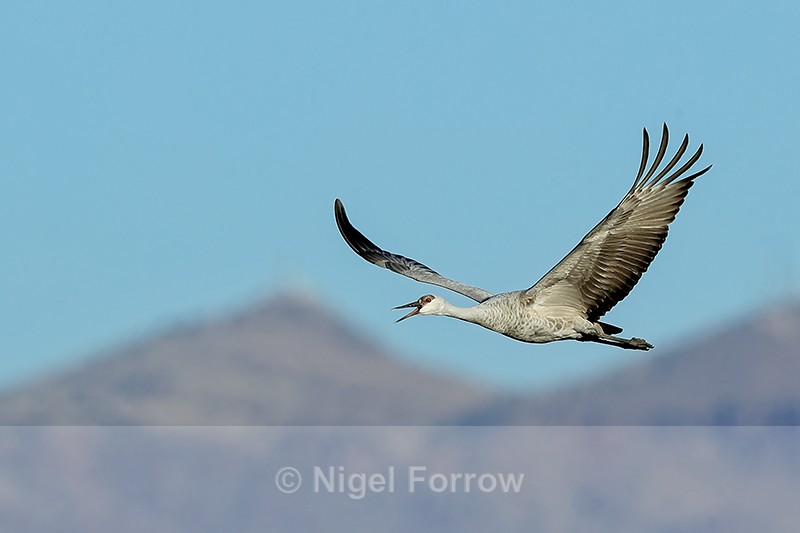 Flying Sandhill Crane (juvenile) calling, Bosque del Apache - Sandhill Crane