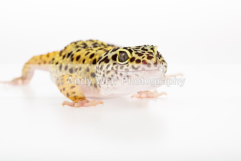 20140120-3K8A8401 - Lizards