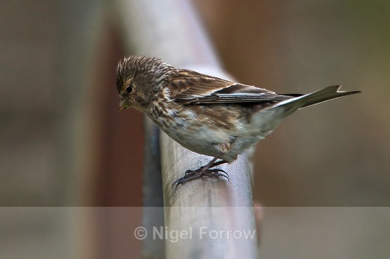 Twite - Twite